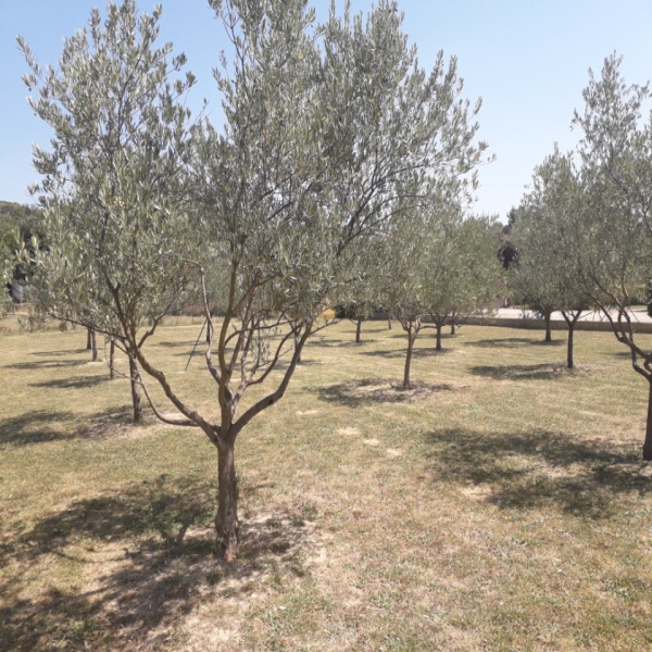 Offres de vente Maison Saint-Privat-des-Vieux 30340